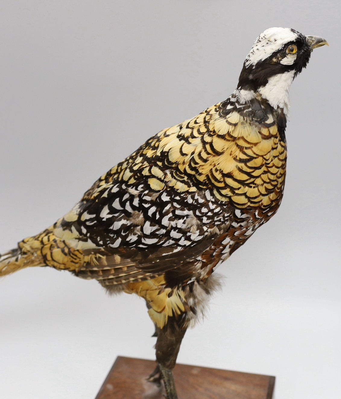 A taxidermy pheasant, 46cm